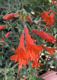 Zauschneria californica Bowman's Hybrid'